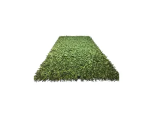 4' W x 8' H Boxwood Wall Mat